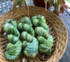 Piney Woods - Fingering/Sock Yarn